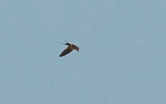 Red-rumped or Striated Swallow (1).jpg