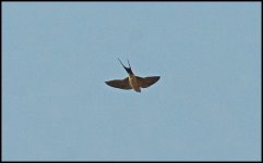 Red-rumped or Striated Swallow (3).jpg