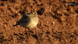 2018.03.22 Crested Lark.JPG