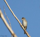 Whitethroat.JPG