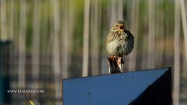 2018.03.22 Corn Bunting.JPG