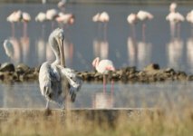 Dalmatian pelican one of 6 at  Kalloni SP 221117 photo by permission of Lesfteris Kakalis.JPG