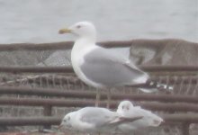 gull3.jpg