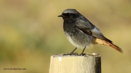 2018.02.22 Black Redstart.JPG