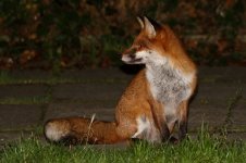 20171209 (56)_Red_Fox.JPG