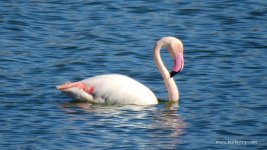 2018.02.22 Greater Flamingo.JPG