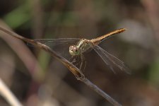 Dragonfly ID.jpg