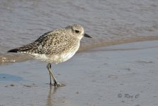 grey plover 03 PN lab edit1a.jpg