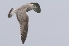 Vega Gull (03) - Copy.jpg