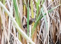 Cetti's Warbler-4901.jpg