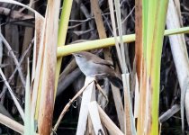 Cetti's Warbler-4913.jpg