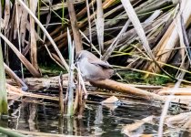 Cetti's Warbler-4933.jpg