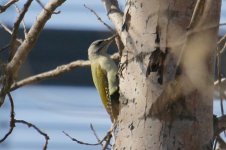 Grey-Headed Woodpecker.jpg