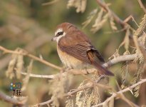 brownshrike1.jpg