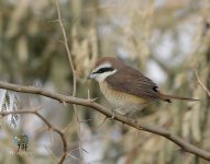 brownshrike5.jpg