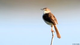 Prinia,P-1-M-640.JPG