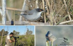 warblers cabo de gata.jpg