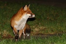 20180118 (2)_Red_Fox.JPG