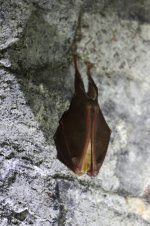 20180120 (6)_Greater_Horseshoe_Bat.JPG