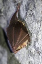 20180120 (8)_Greater_Horseshoe_Bat.JPG