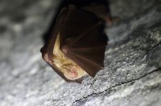 20180120 (10)_Greater_Horseshoe_Bat.JPG