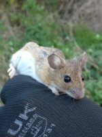 Yellow Necked Mouse2.jpg