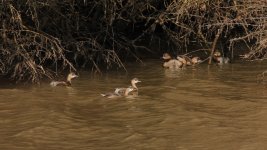 Little grebe.jpg