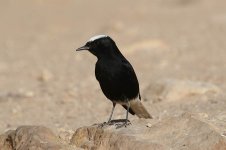 White-crowned Black Wheatear is 1.jpg