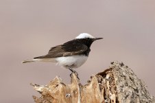 Hooded Wheatear is 1.jpg