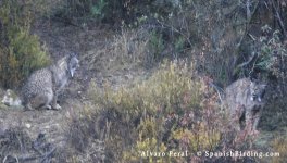 linces ibericos.jpg