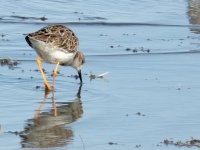 Query Temminck's Stint 2.jpg