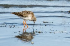 Query Temminck's Stint.jpg