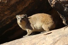 Rock Hyrax rsa 1.jpg