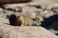 Rock Hyrax rsa 2.jpg