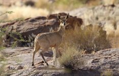 Klipspringer rsa 1.jpg