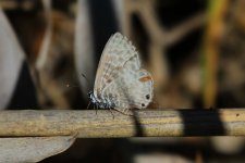 Lang’s Short tailed Blue.jpg