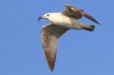 Mongolian Gull (51) - Copy.jpg