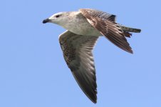 Mongolian Gull (53) - Copy.jpg