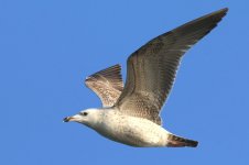 Mongolian Gull (02) - Copy.jpg