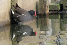 moorhen.jpg