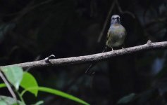 DSC09363 Rufous-gorgeted Flycatcher @ Ng Tung Chai.jpg