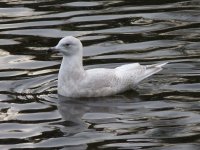 Iceland Gull.jpg