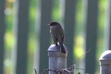 EasternPhoebe-0000002f.JPG