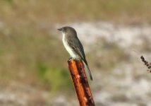 EasternPhoebe-0000001f.JPG