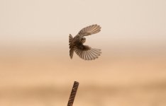 Spotted Flycatcher (reduced).jpg