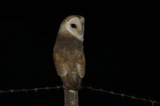 Barn Owl mal.jpg