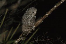 Ural Owl birzai.jpg