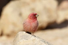 Sinai Rosefinch M is 2.jpg