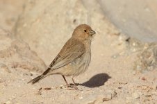 Sinai Rosefinch F is 1.jpg