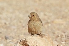 Sinai Rosefinch F is 2.jpg